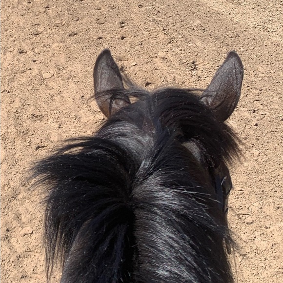 horsetacksales